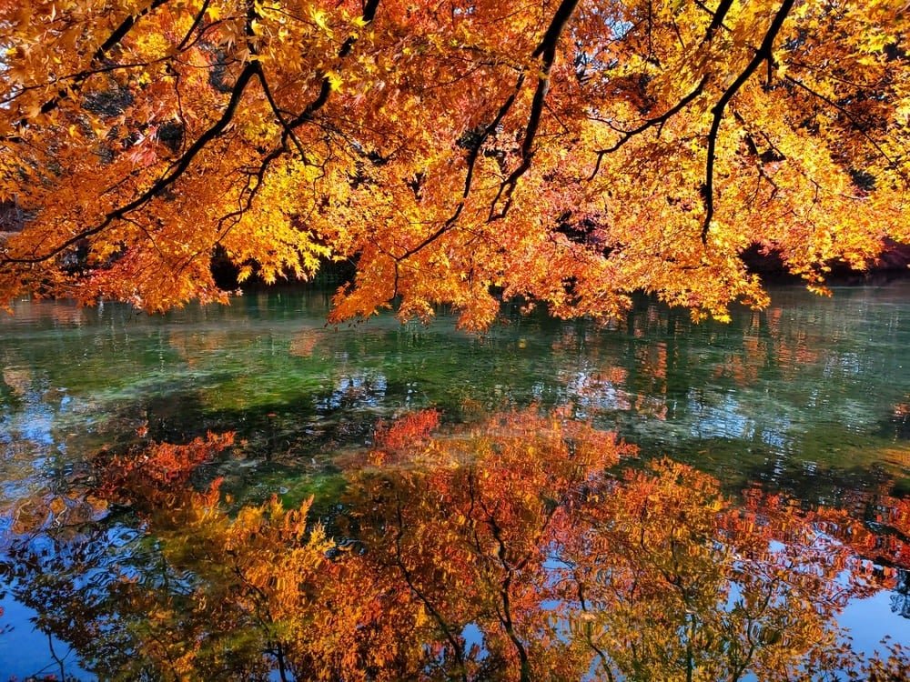 🌳 마바시 공원 (마바시코엔) 이미지 6